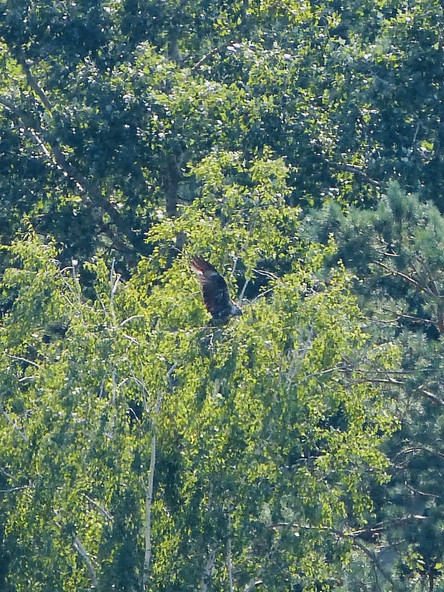 Black Kite - ML640032329