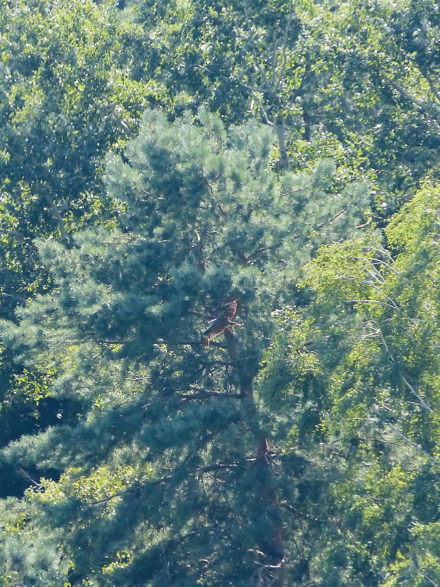 Black Kite - ML640032330