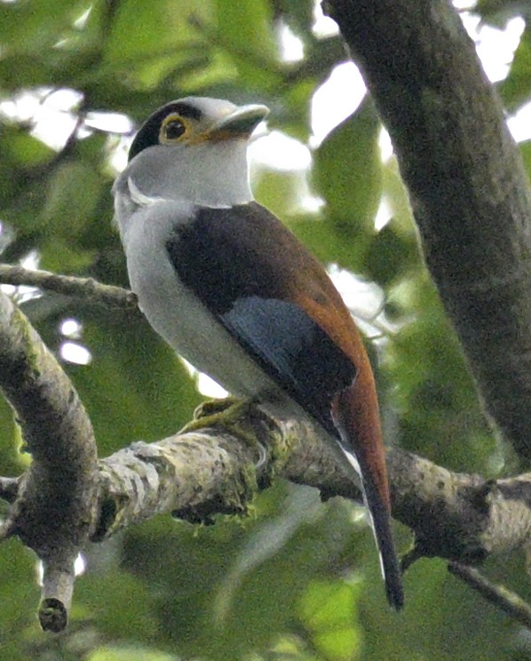 Silver-breasted Broadbill - ML640032366