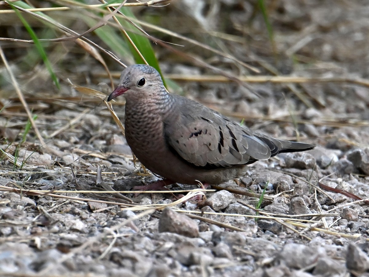 Common Ground Dove - ML640032404