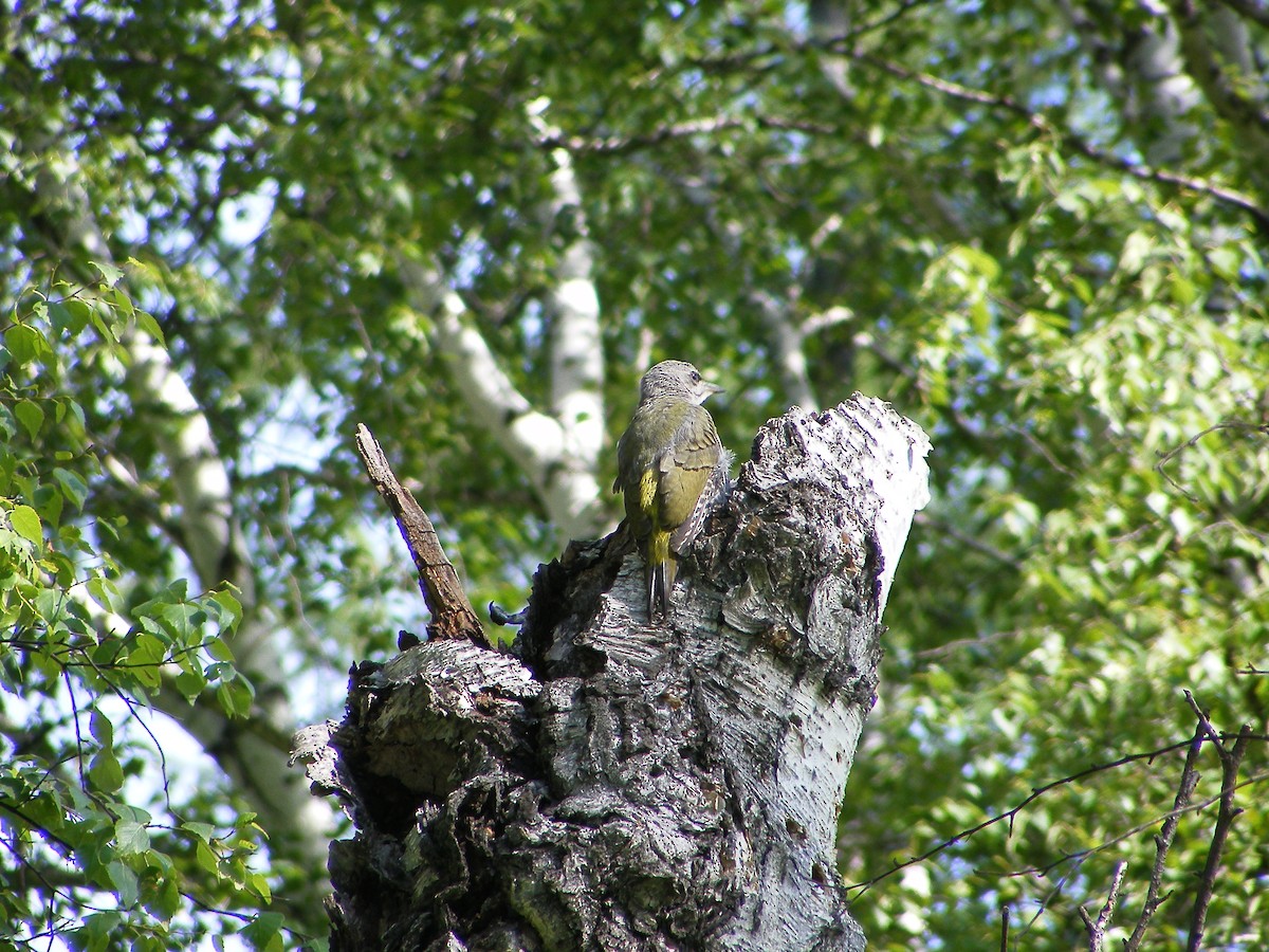 Gray-headed Woodpecker - ML640032405
