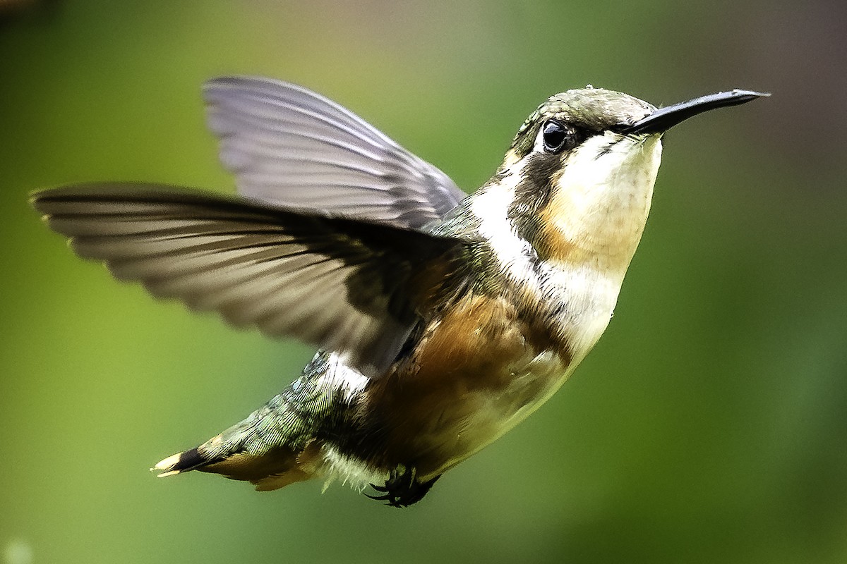 Colibri de Mulsant - ML640032417