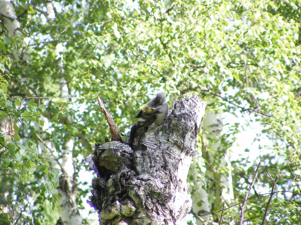 Gray-headed Woodpecker - ML640032421