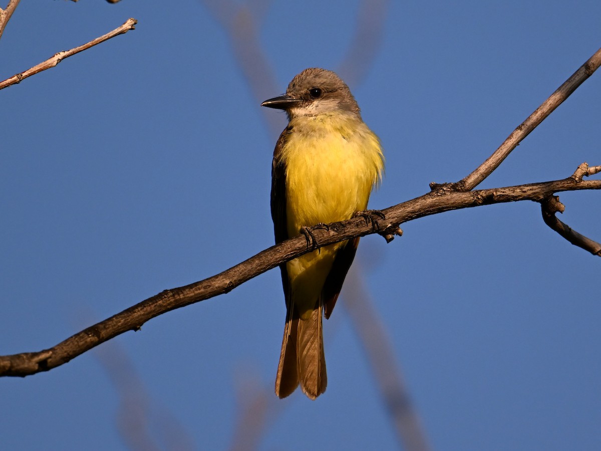 Tropical Kingbird - ML640032423