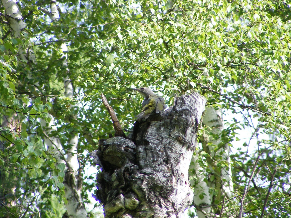 Gray-headed Woodpecker - ML640032437