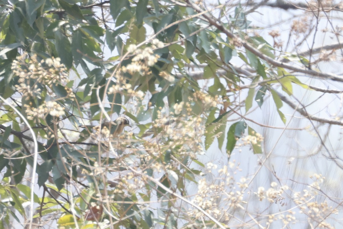 Bıyıklı Gevezeardıç - ML640032453