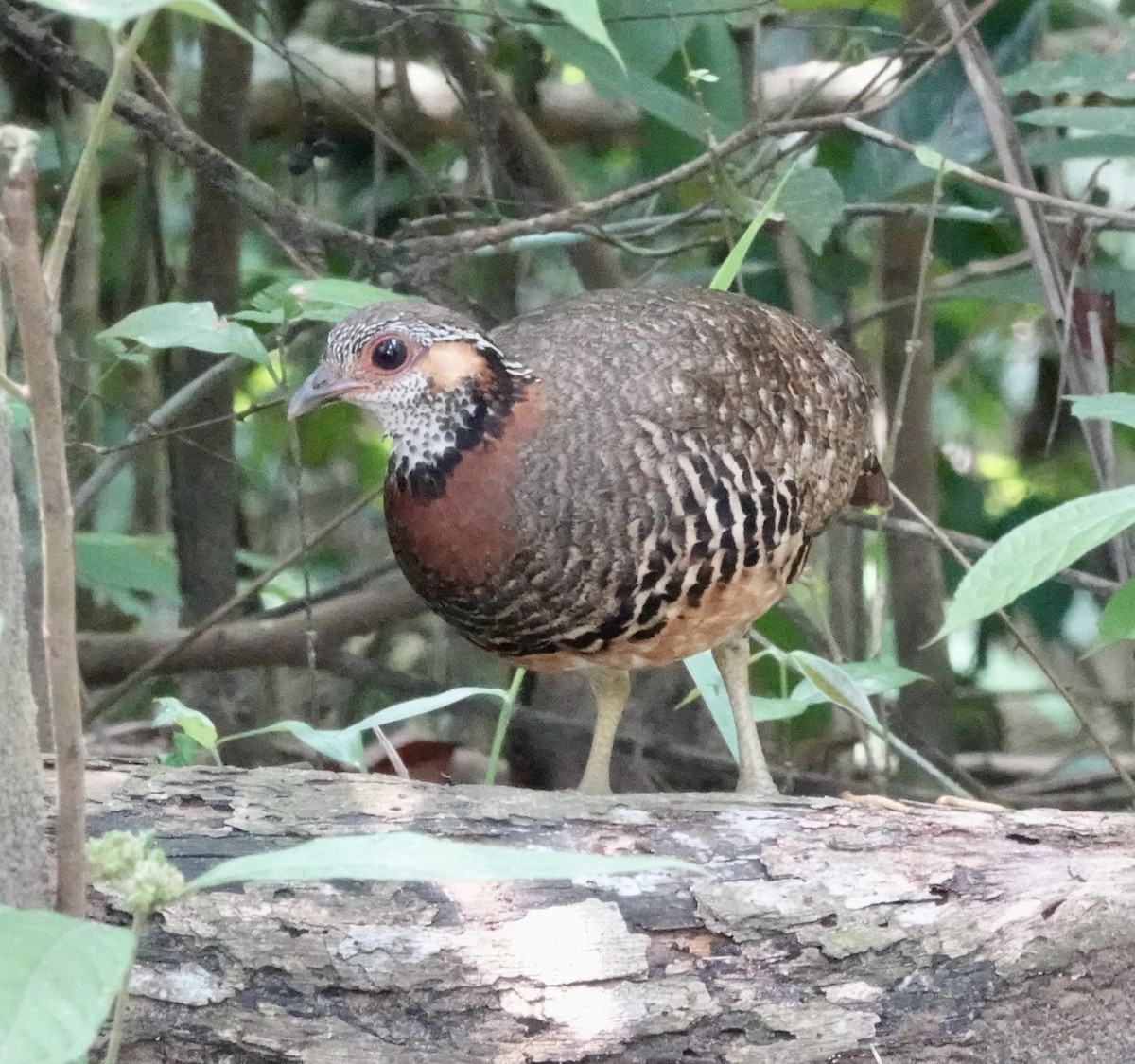 Chestnut-necklaced Partridge - ML640032484