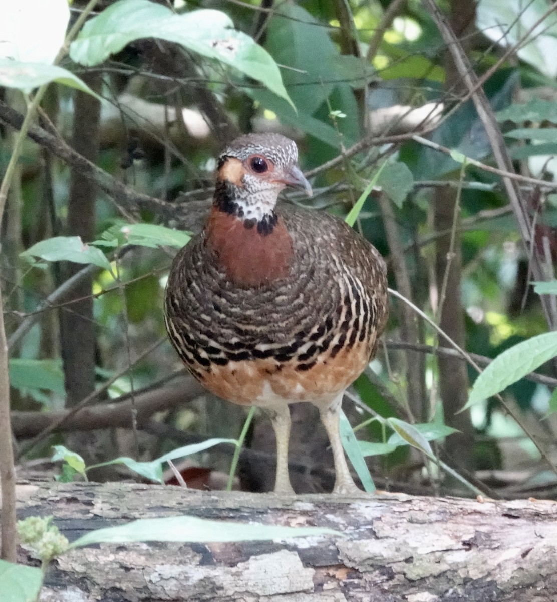Chestnut-necklaced Partridge - ML640032485