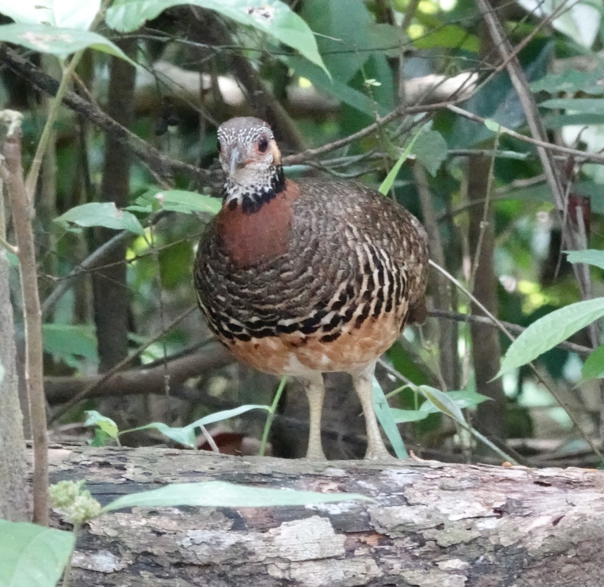Chestnut-necklaced Partridge - ML640032486