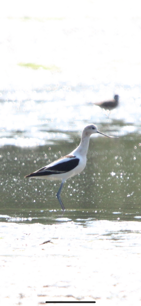 American Avocet - ML640032534