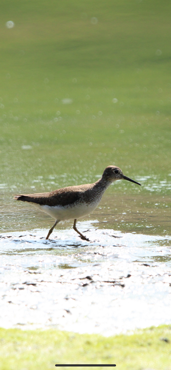 Solitary Sandpiper - ML640032537