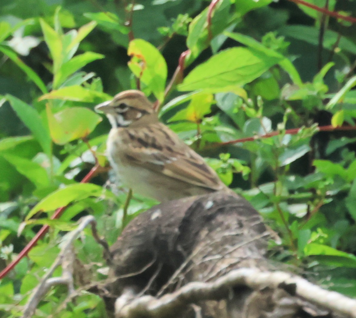 Lark Sparrow - ML640032553