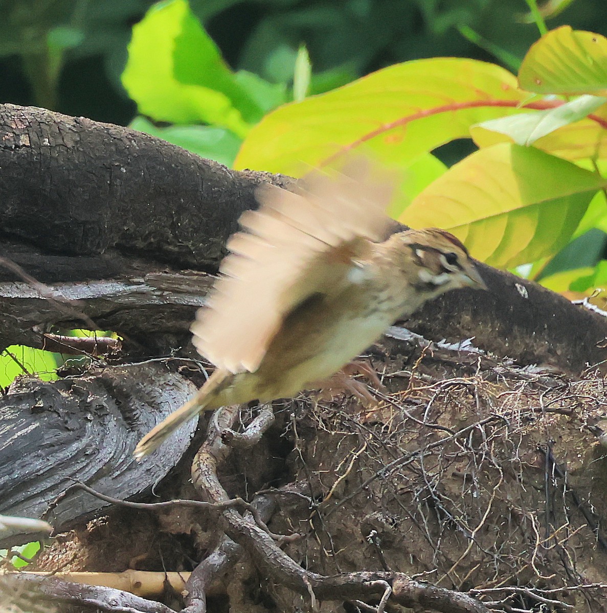 Lark Sparrow - ML640032554