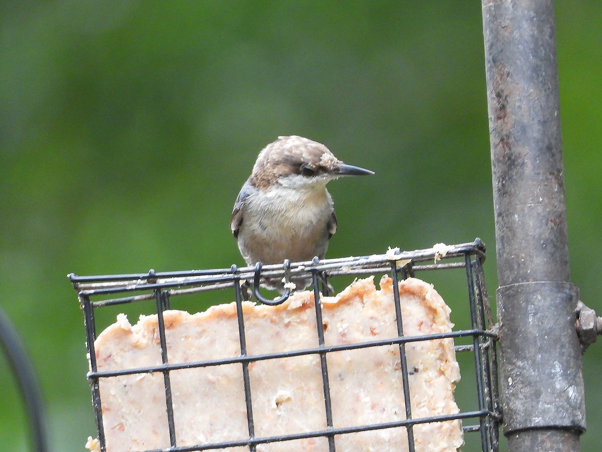 Brown-headed Nuthatch - ML640032599