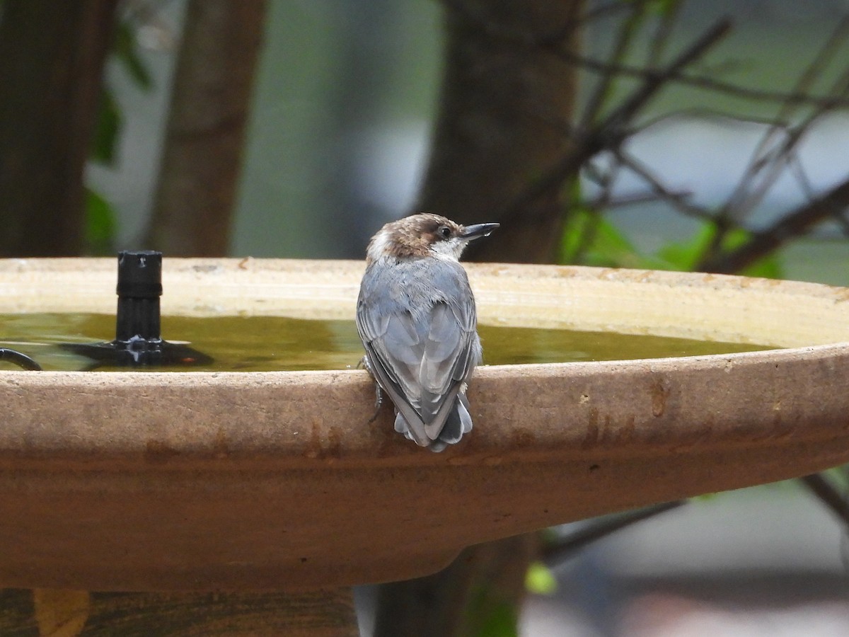 Brown-headed Nuthatch - ML640032603