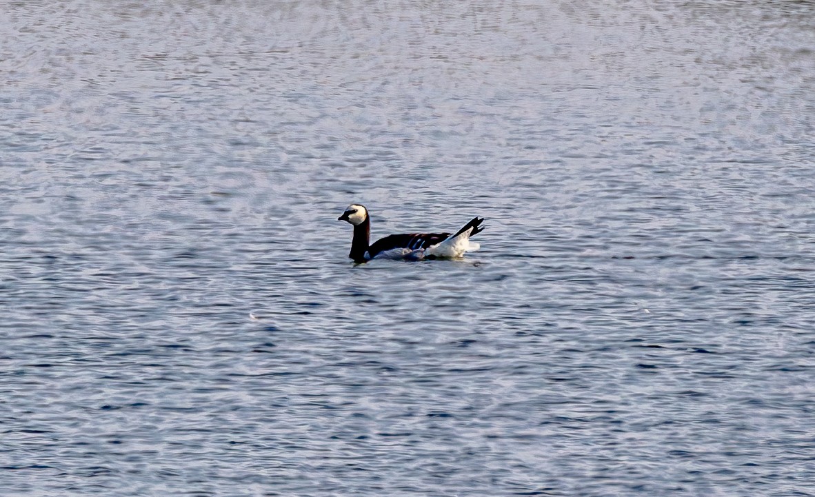 Barnacle Goose - ML640032639