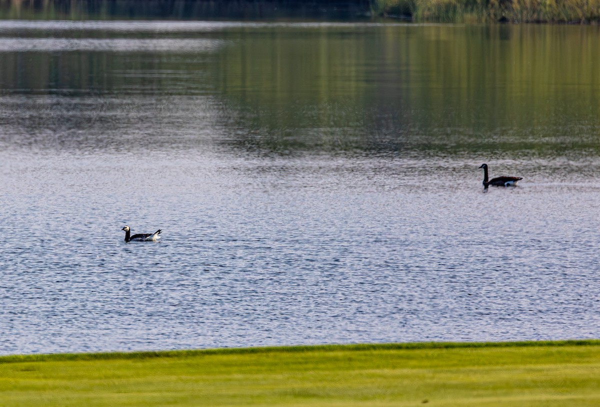 Barnacle Goose - ML640032644