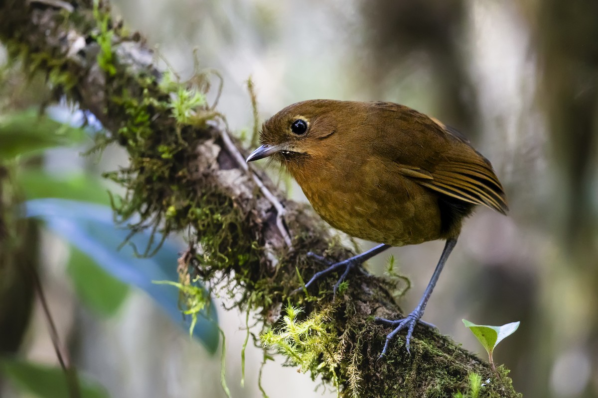 Muisca Antpitta - ML640032655
