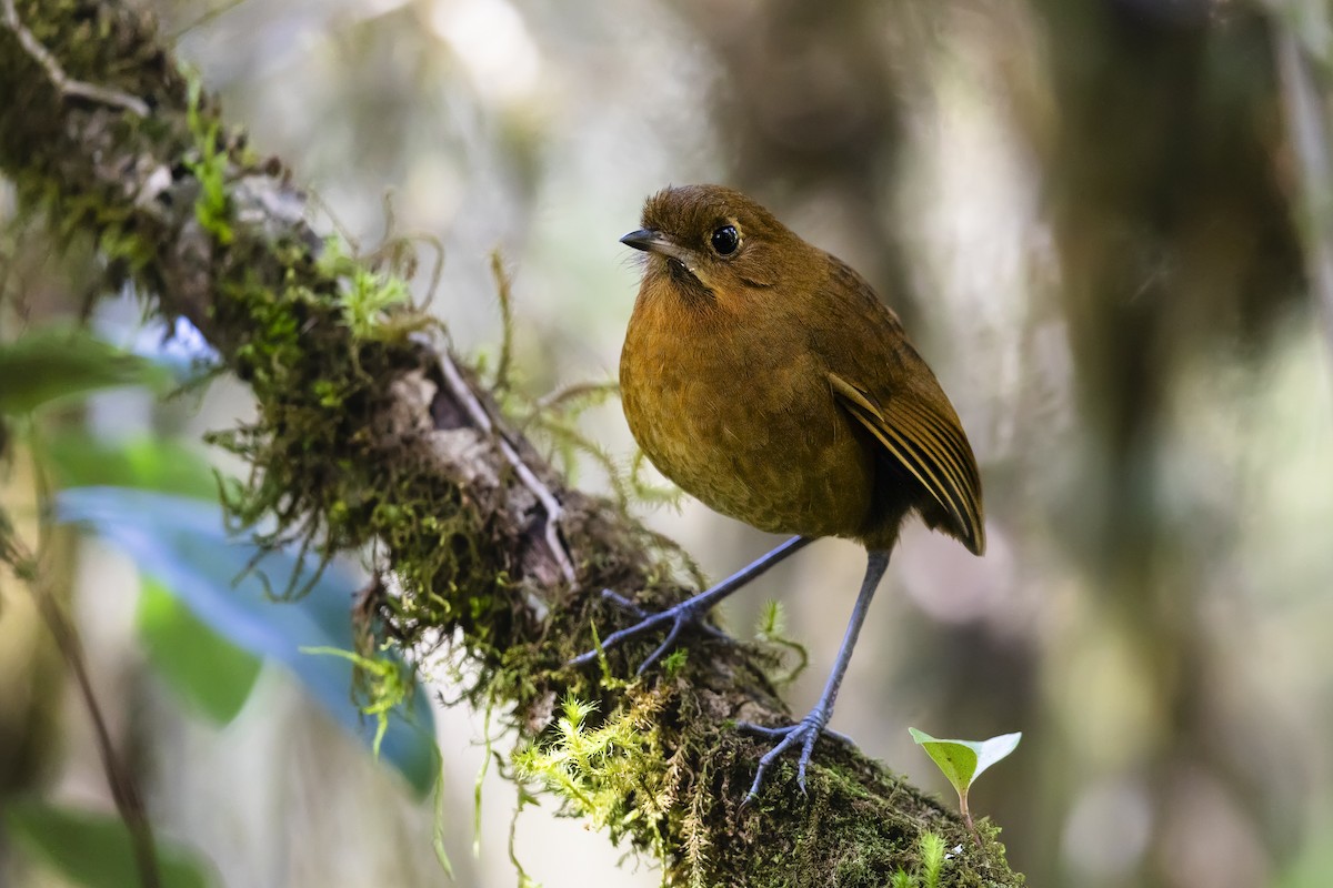 Muisca Antpitta - ML640032656