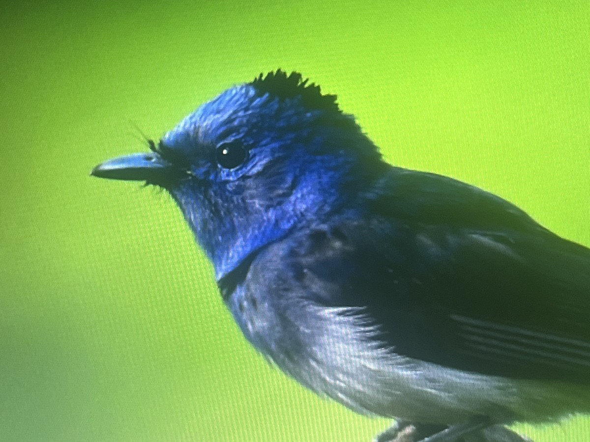 Black-naped Monarch - ML640032676
