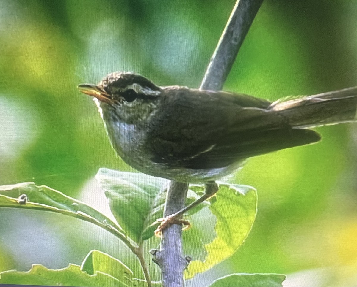 Western Crowned Warbler - ML640032695