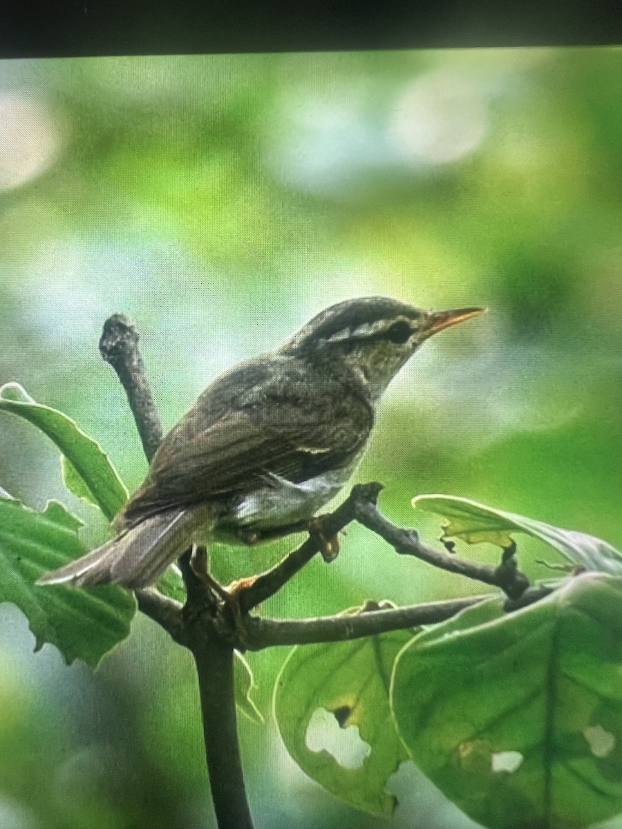 Western Crowned Warbler - ML640032696