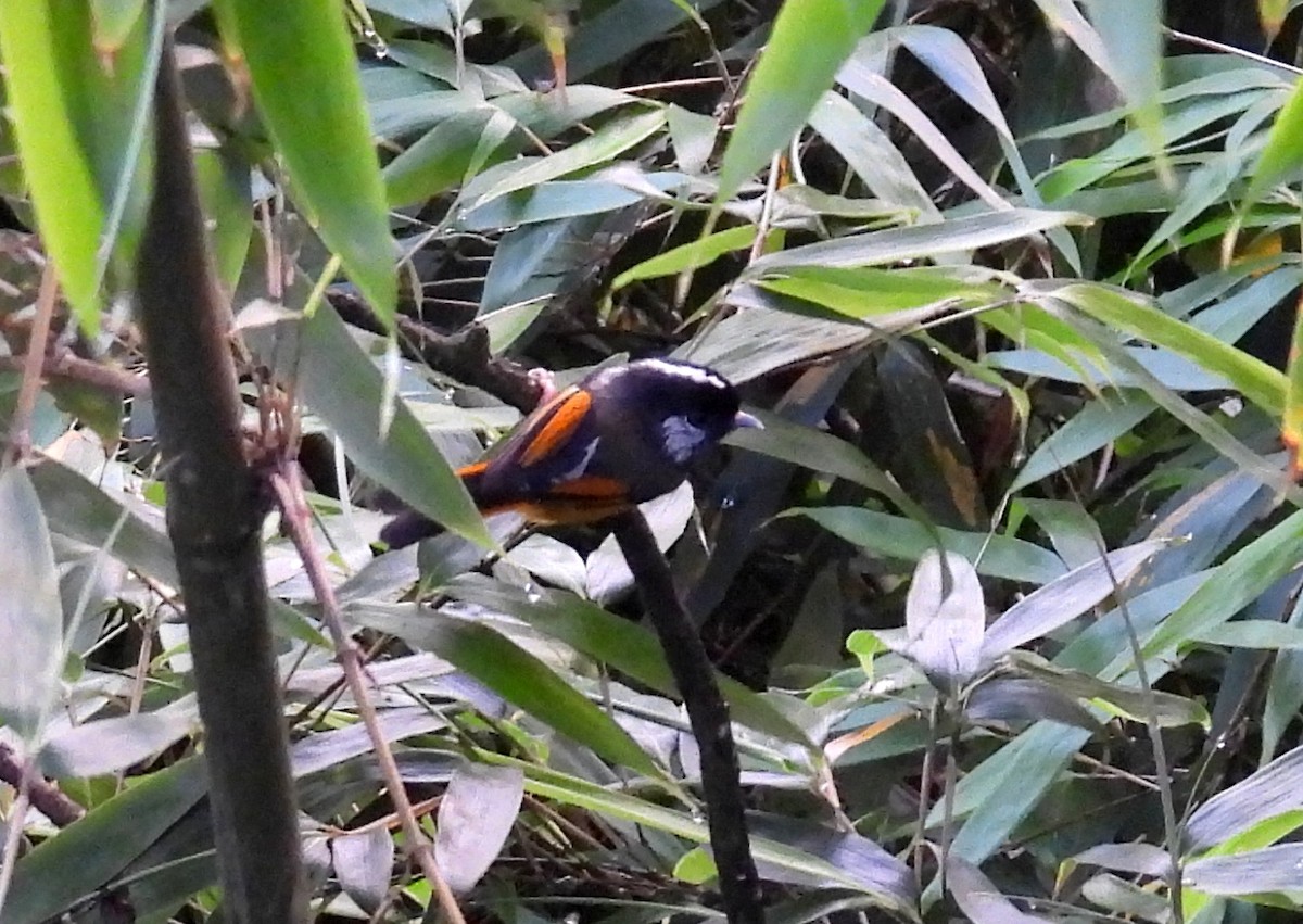 Golden-breasted Fulvetta - ML640032697