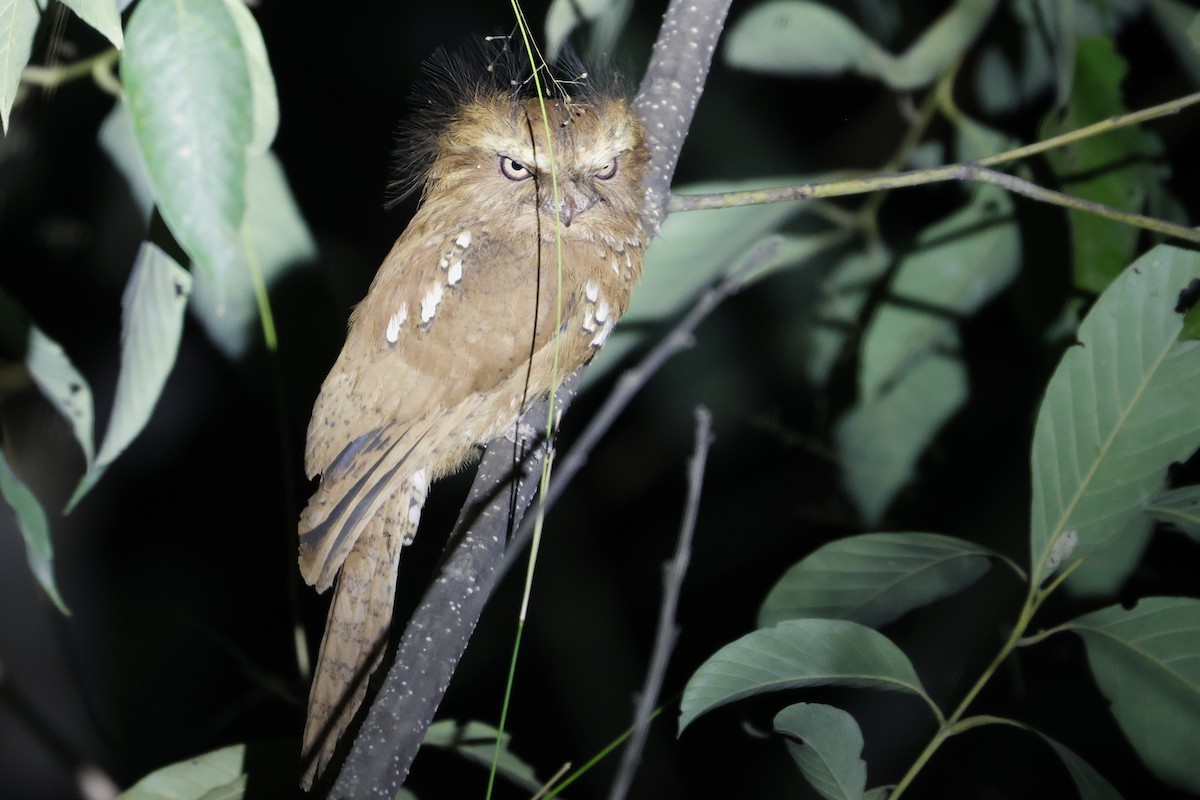 Hodgson's Frogmouth - ML640032733