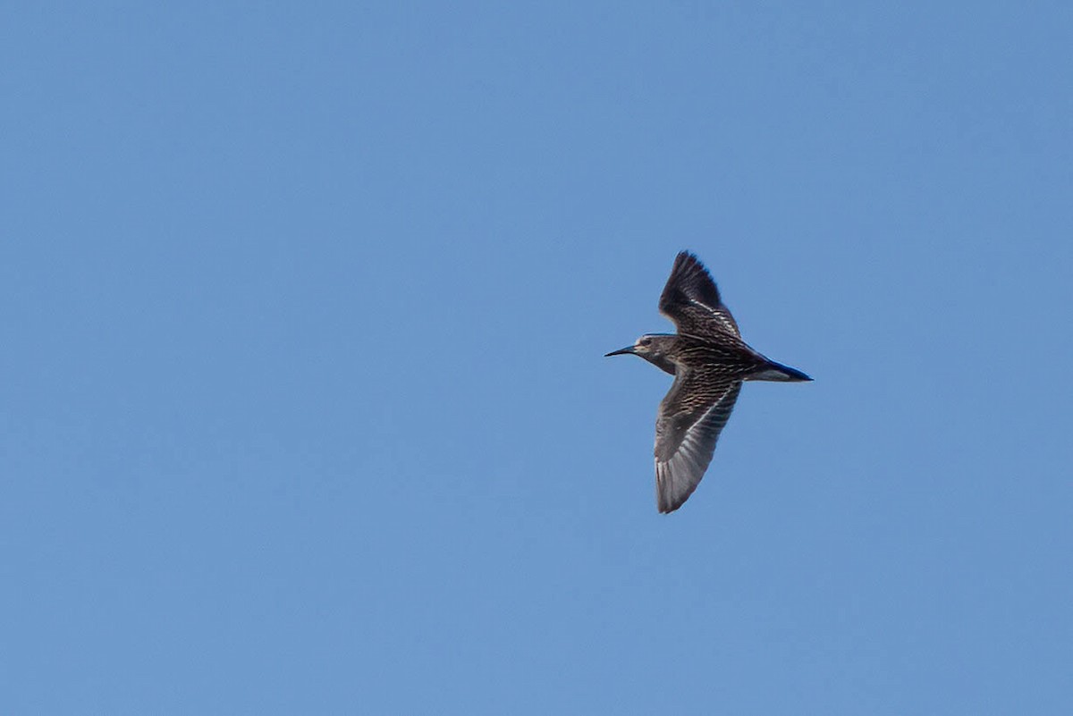 Least Sandpiper - ML640032962