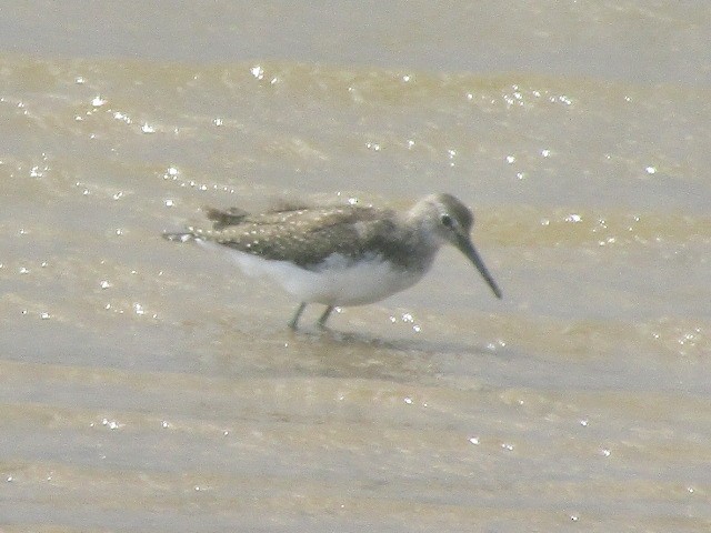 Green Sandpiper - ML640032971