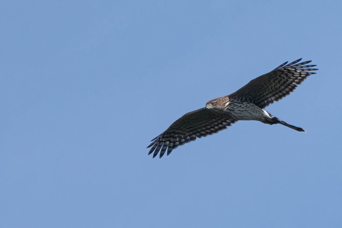 Cooper's Hawk - ML640032974