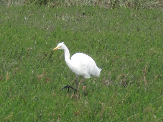 Great Egret - ML640032995