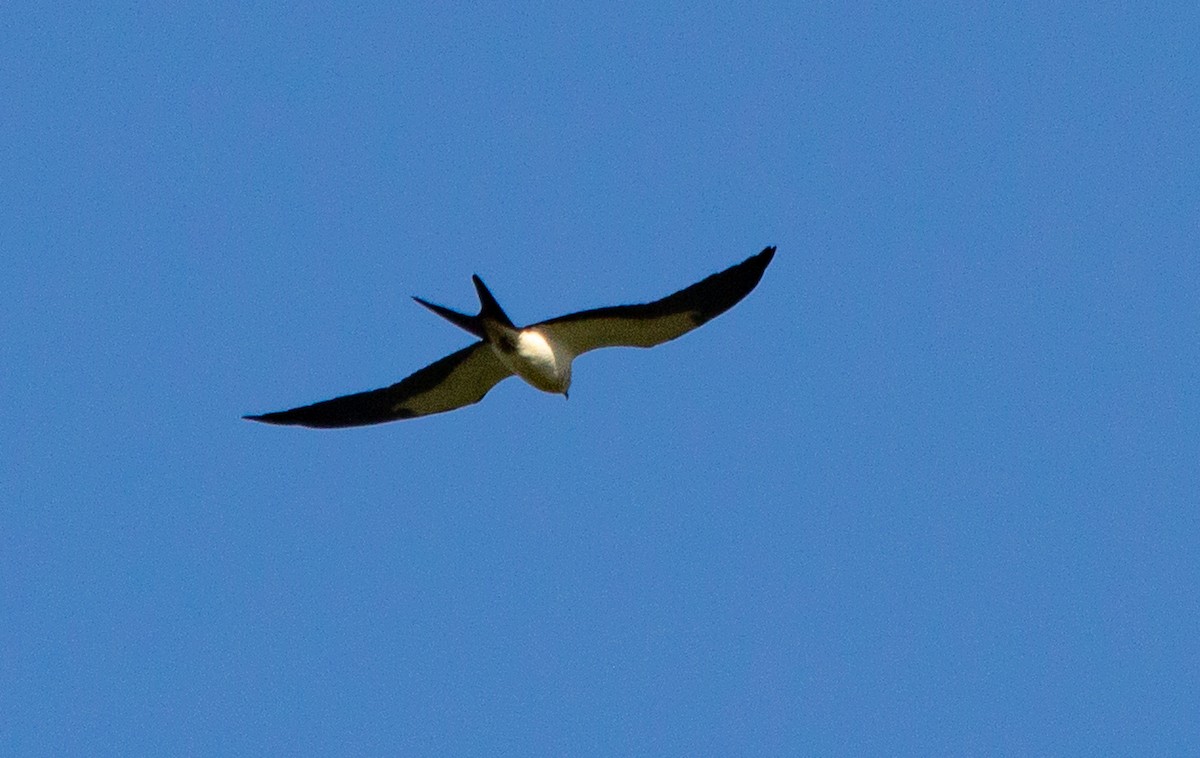 Swallow-tailed Kite - ML640033058