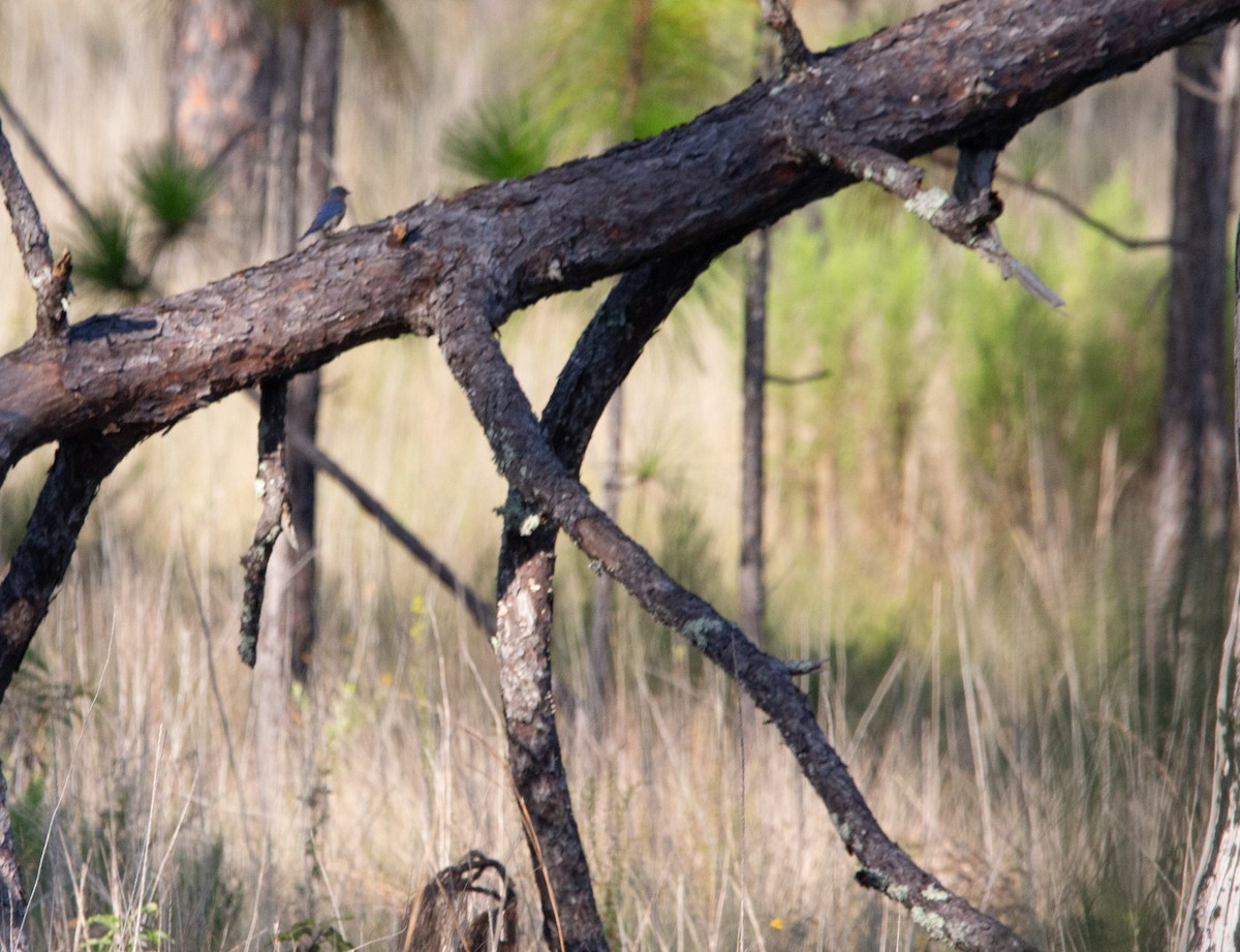 Eastern Bluebird - ML640033080
