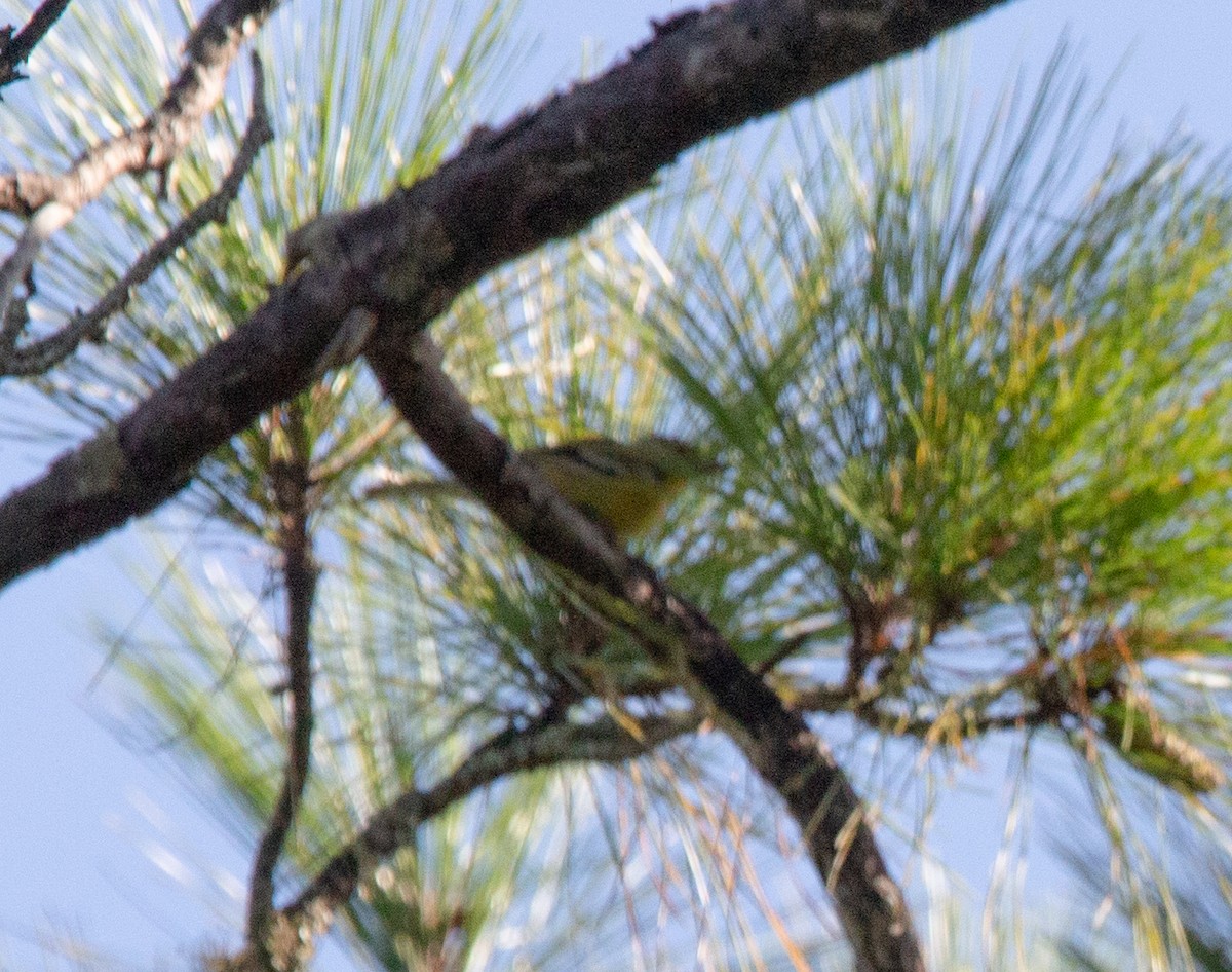 Pine Warbler - ML640033090