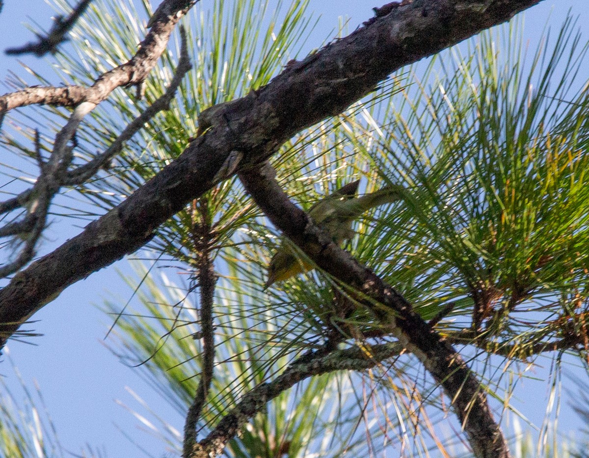 Pine Warbler - ML640033091