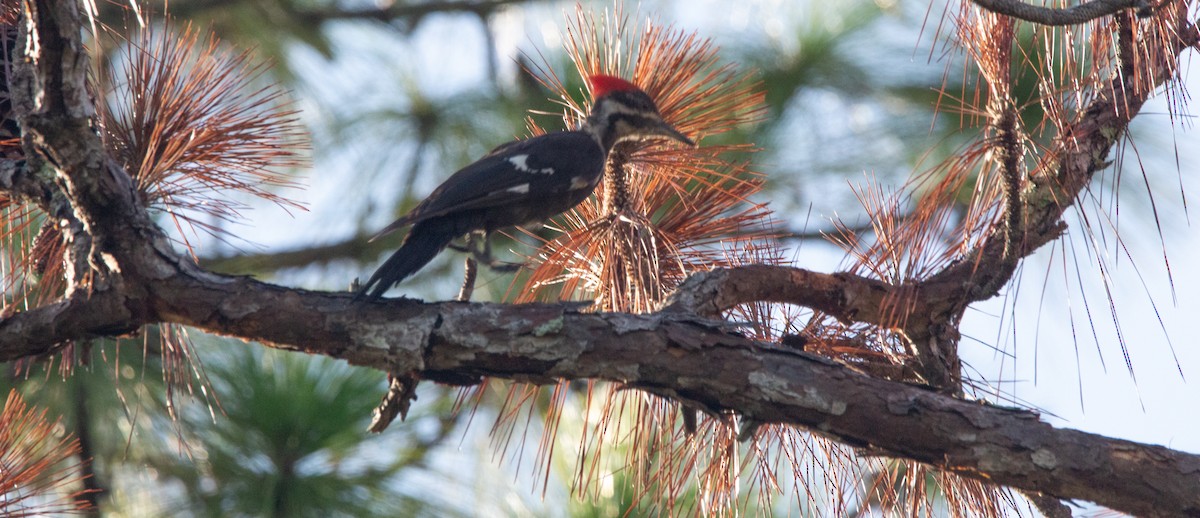 Pileated Woodpecker - ML640033117
