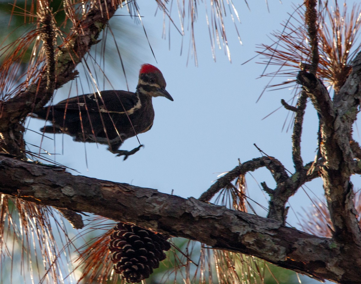 Pileated Woodpecker - ML640033118