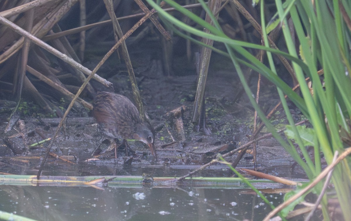 Virginia Rail - ML640033280