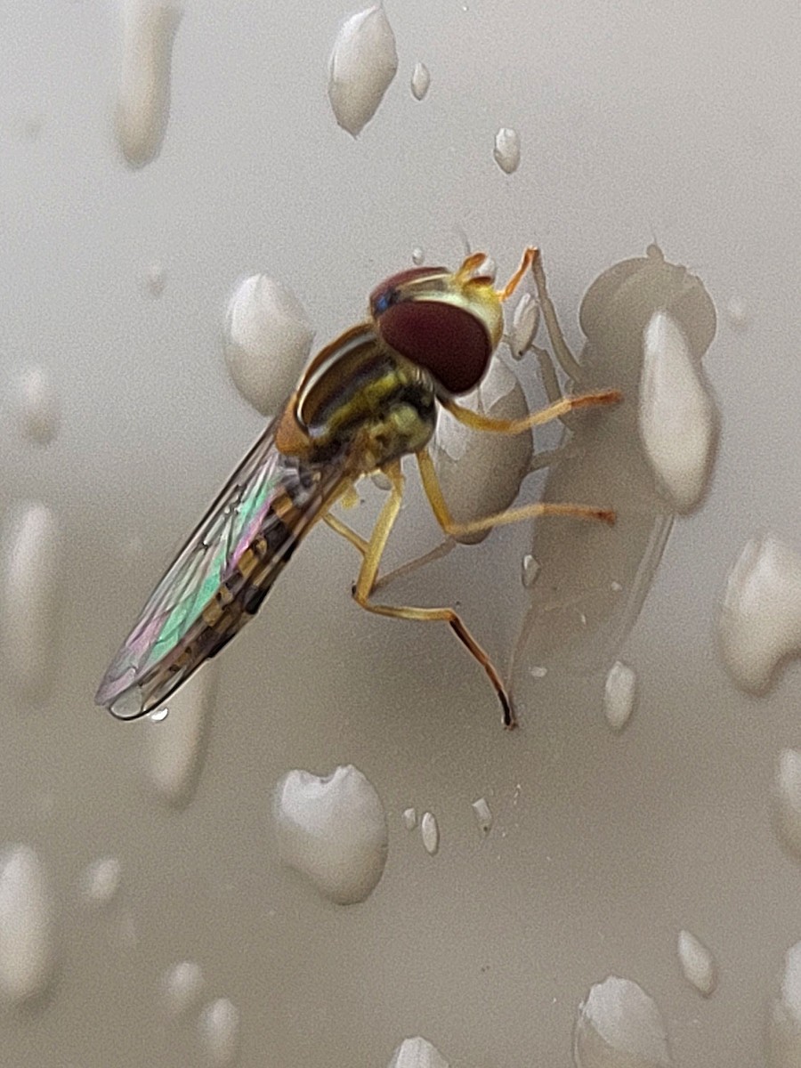 Maize Calligrapher Fly - ML640033291