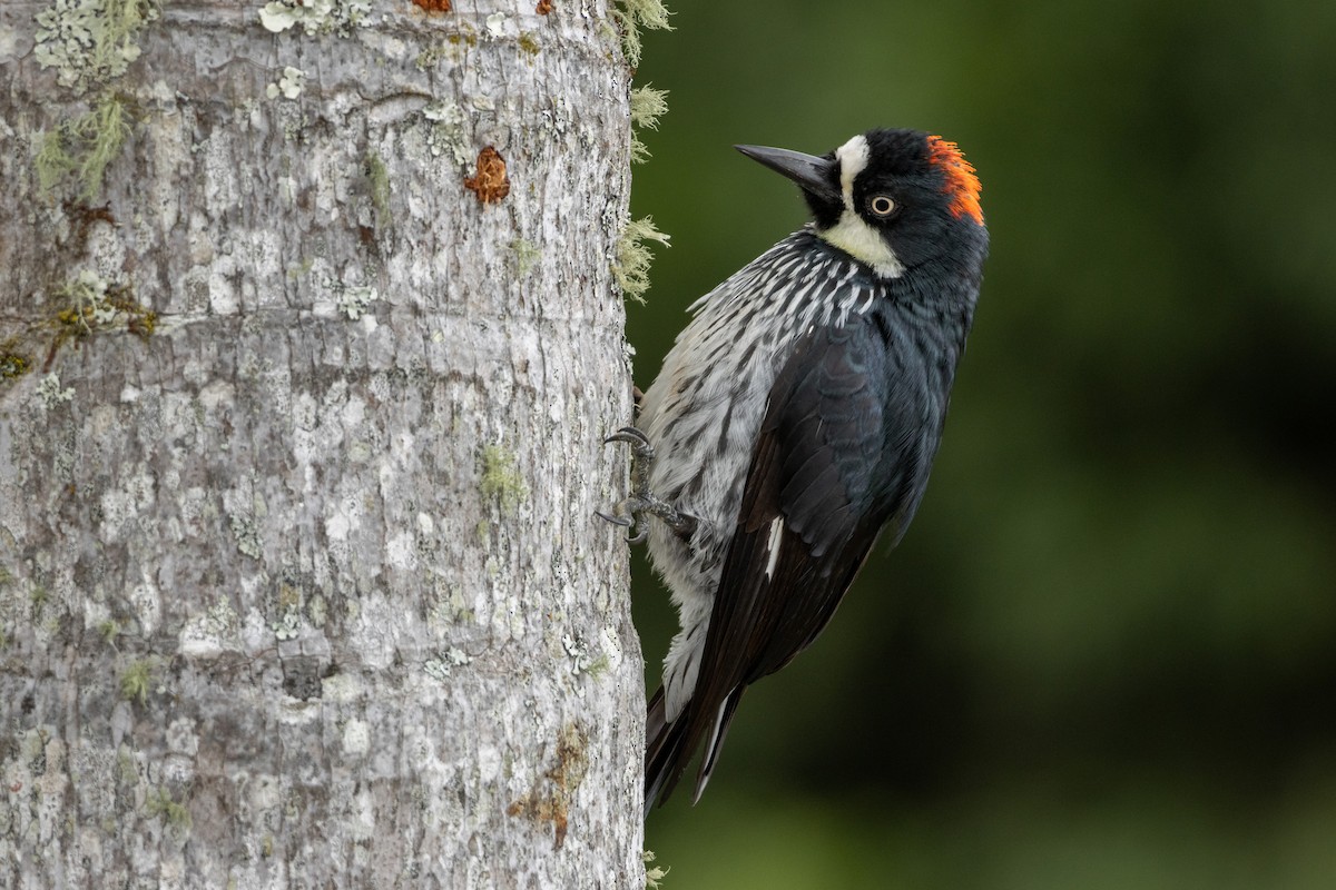 Acorn Woodpecker - ML640033359