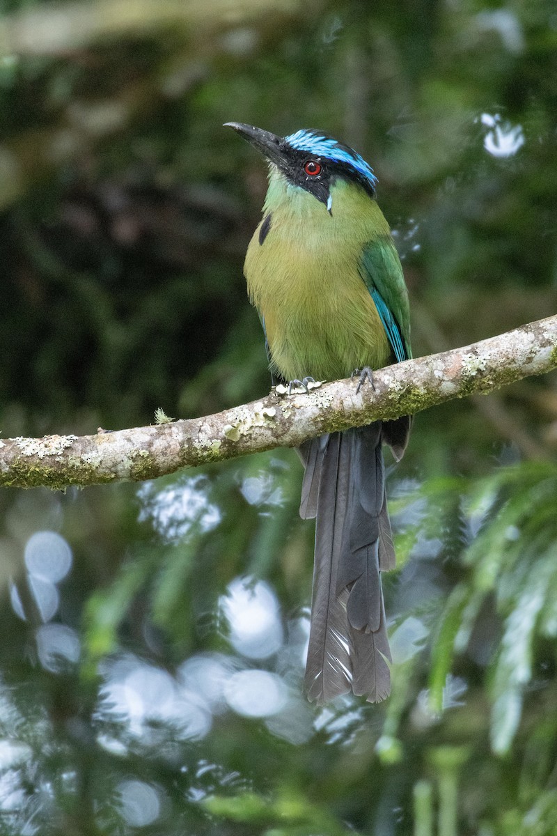 Andean Motmot - ML640033366