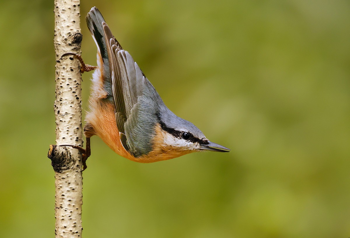 brhlík lesní - ML640033380