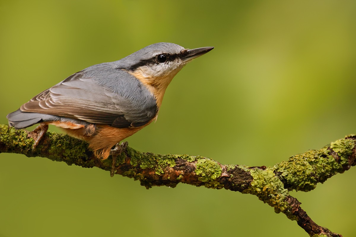 brhlík lesní - ML640033407