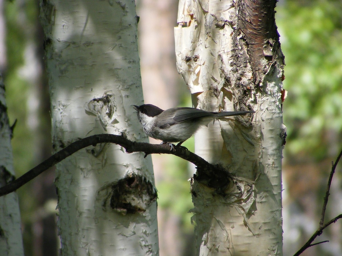 Willow Tit - ML640033438