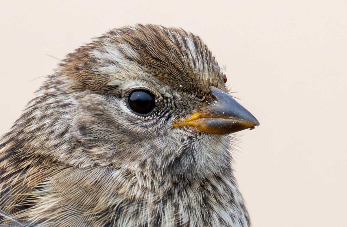 White-crowned Sparrow (nuttalli) - ML640033451