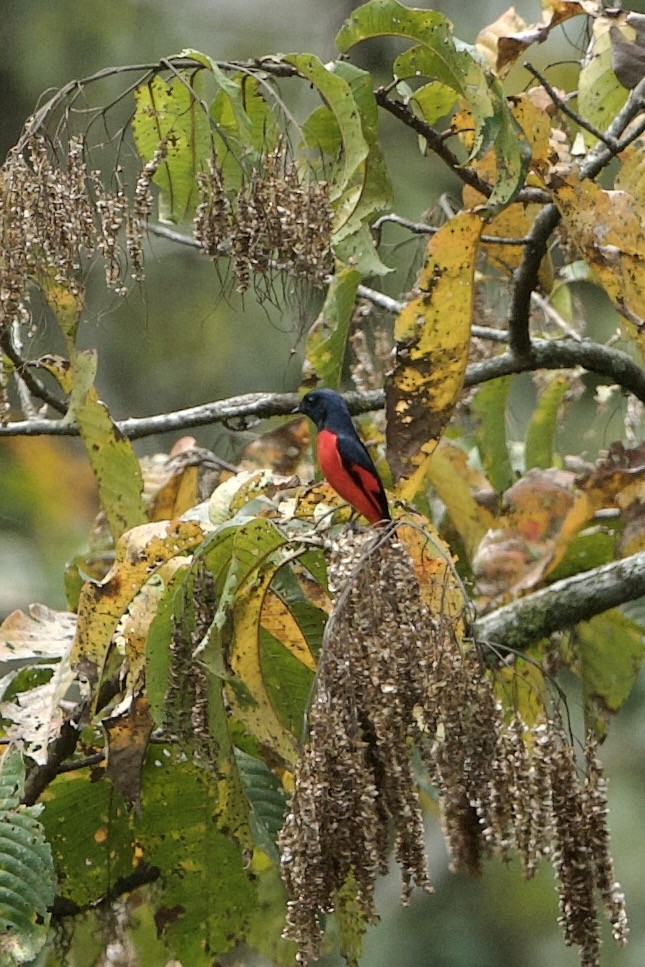 Kısa Gagalı Minivet - ML640033453