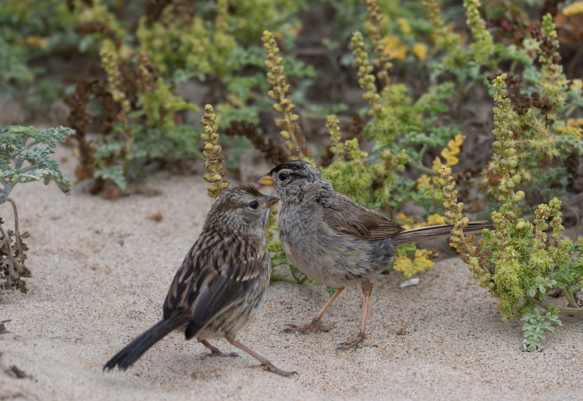 White-crowned Sparrow (nuttalli) - ML640033456