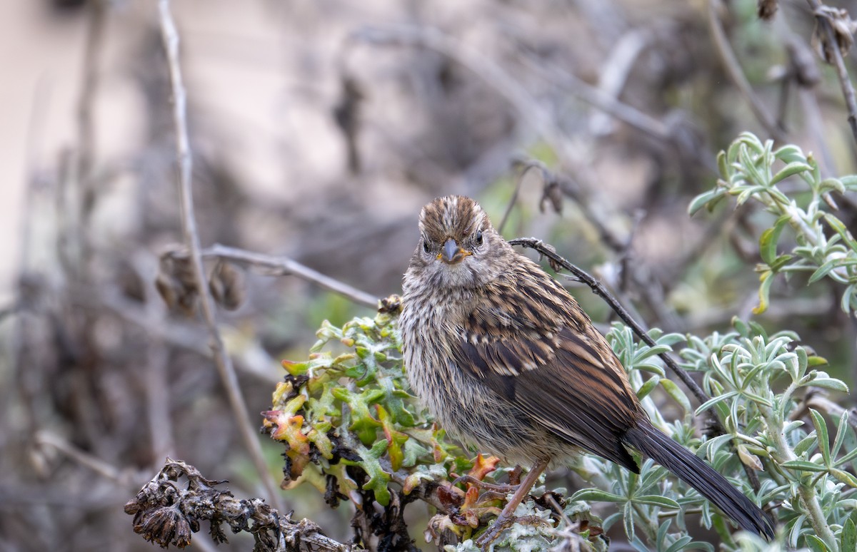 White-crowned Sparrow (nuttalli) - ML640033458