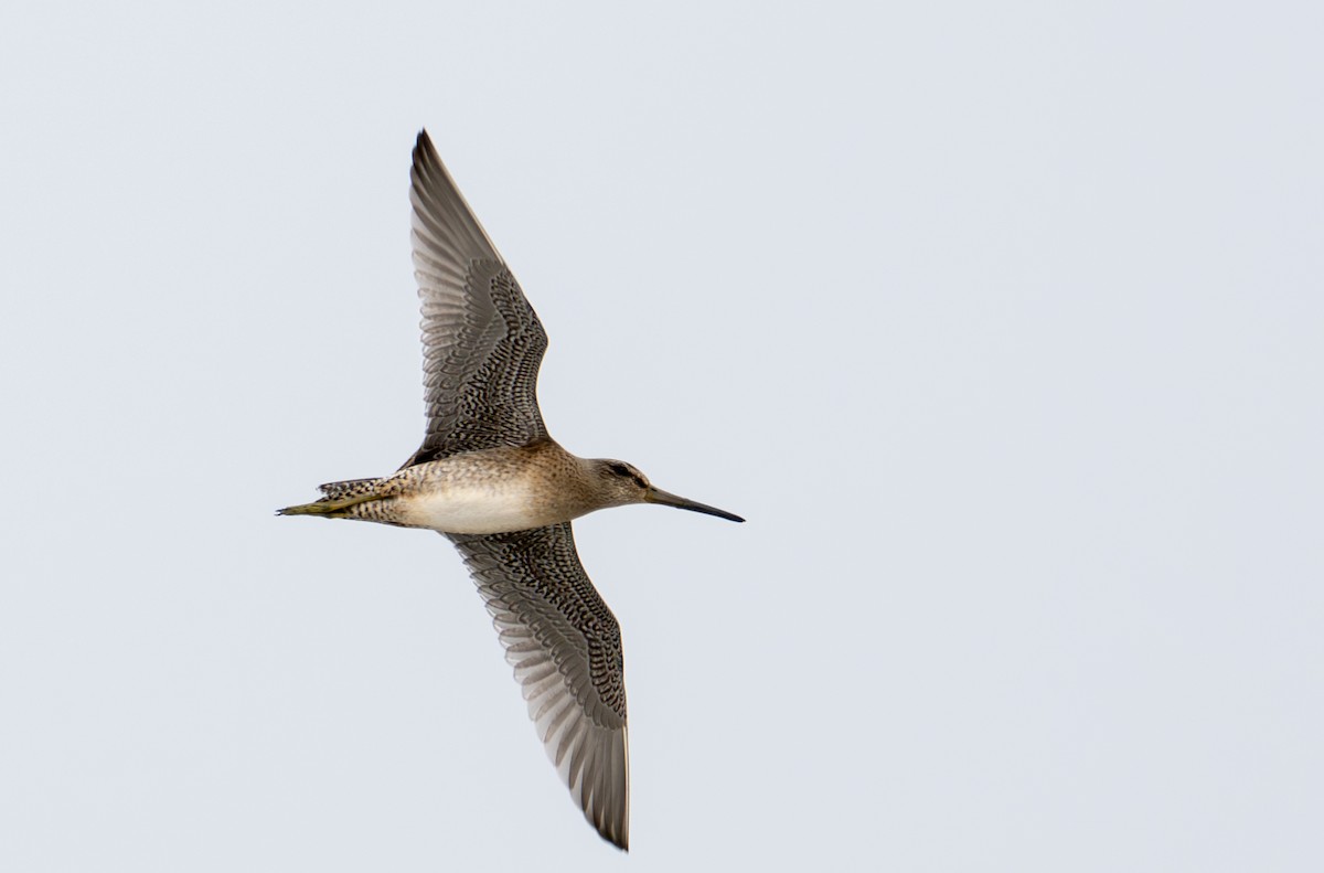 Short-billed Dowitcher - ML640033484